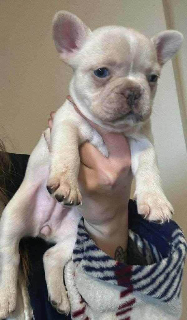 French bulldogs for sale 