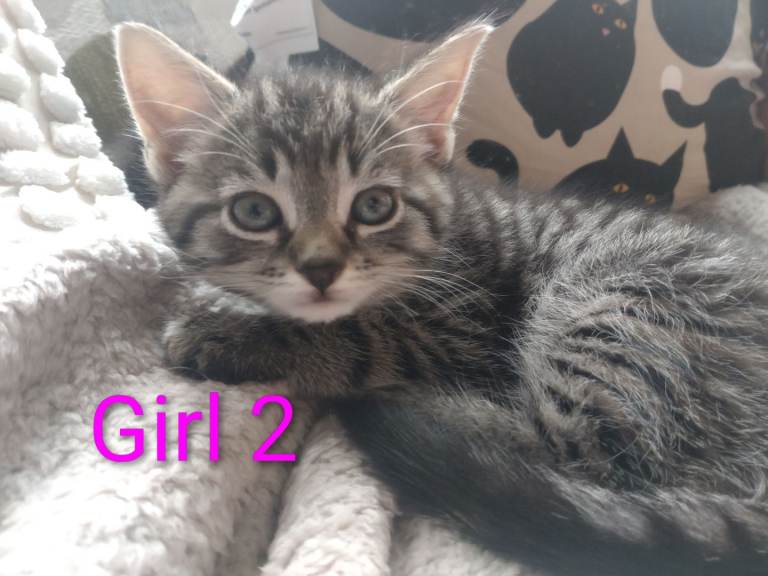 Kittens for sale