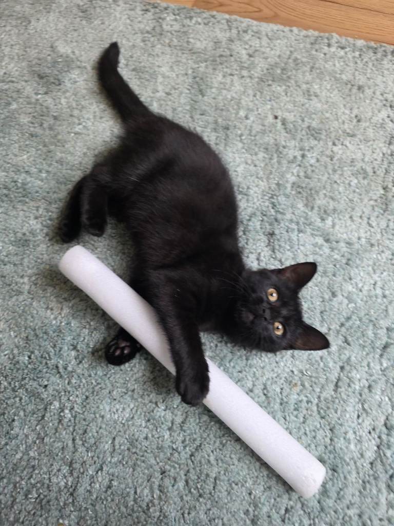 Femalle fully black kitten