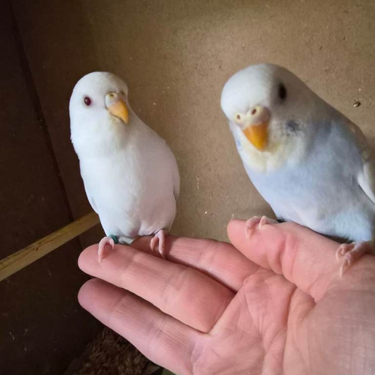Baby budgies, 