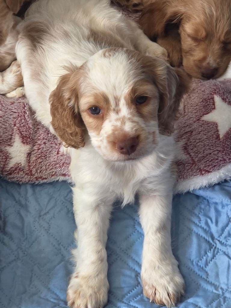Cocker spaniel puppies