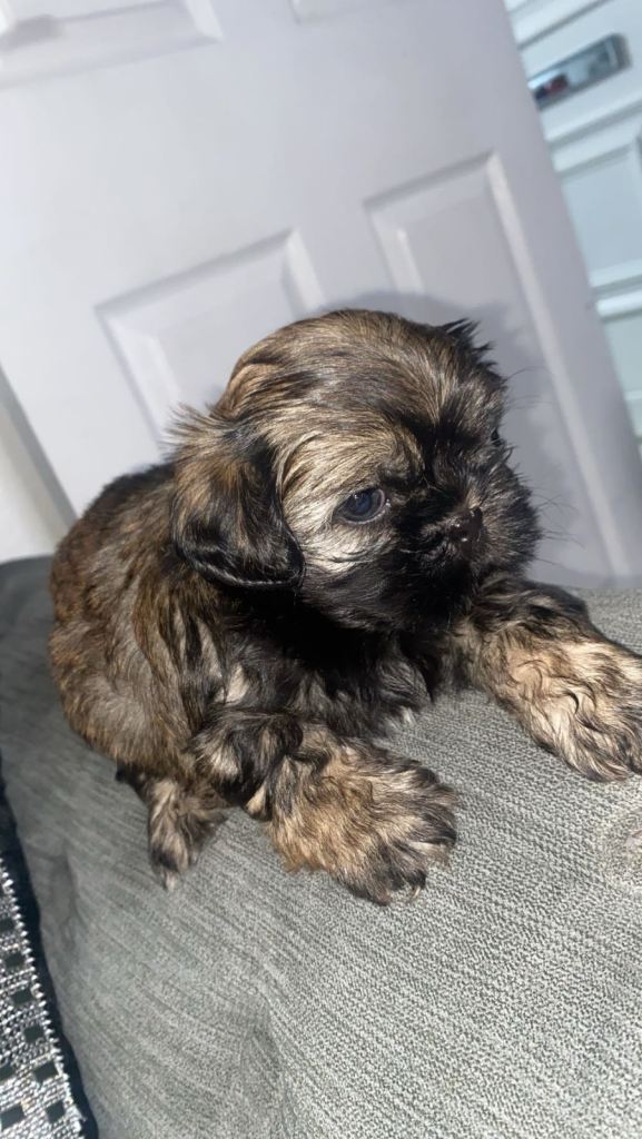 Pets for sale