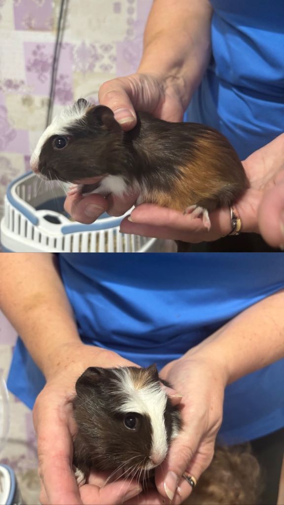 Baby guinea pigs for sale