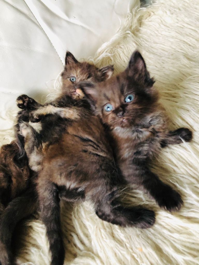 KITTENS FROM A RAGDOLL MOTHER 