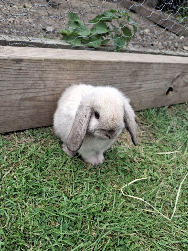 Baby mini lop rabbits