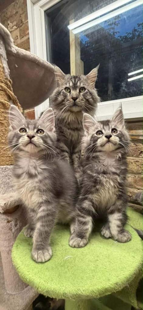 Maine coon kittens 