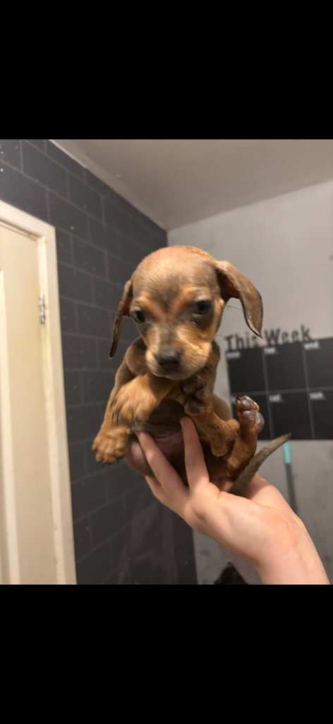 Dachshund puppy for sale   READY TO LEAVE 