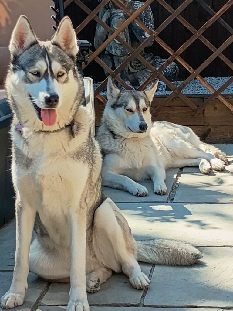 2yr old Huskies sisters 