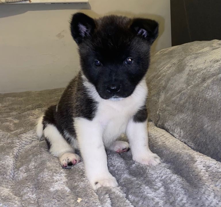 Beautiful American Akita Puppies 9 Boys 3 girls