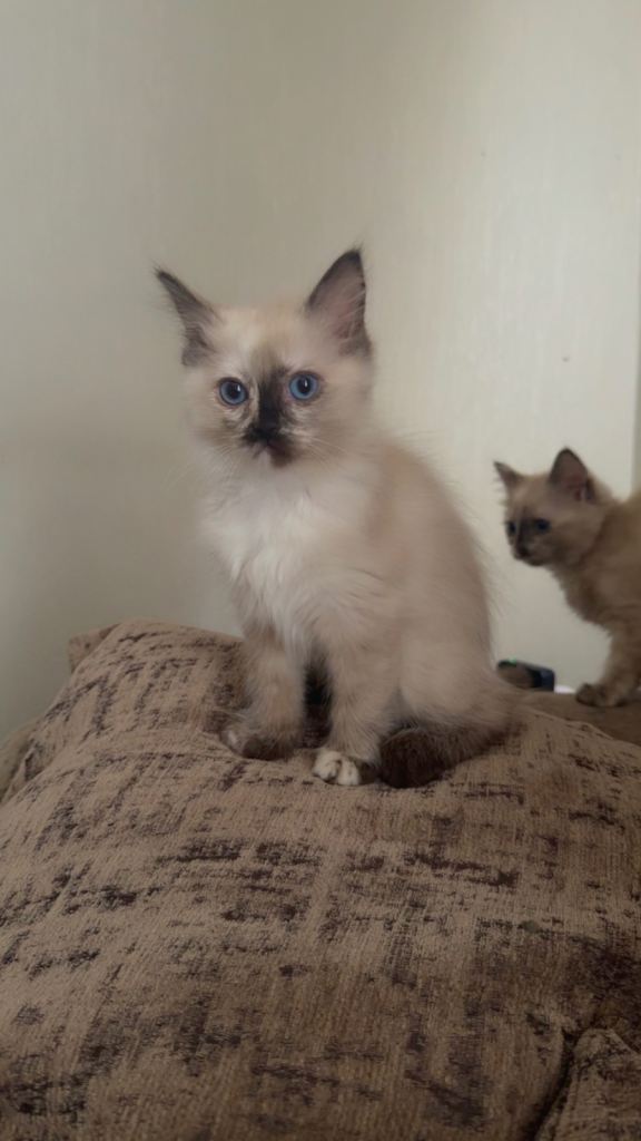 Beautiful Seal Tortie-Point Ragdoll Girl 🌸