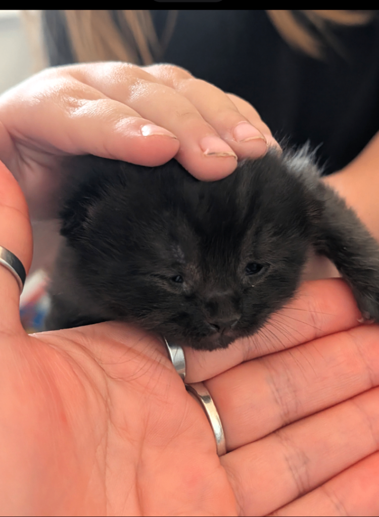 Cute black strip female kitten for sale