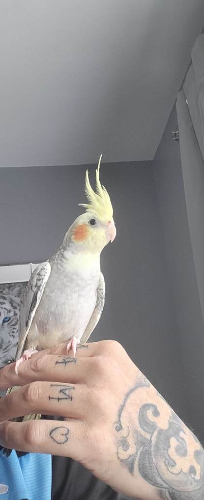Cockatiel and cage for sale