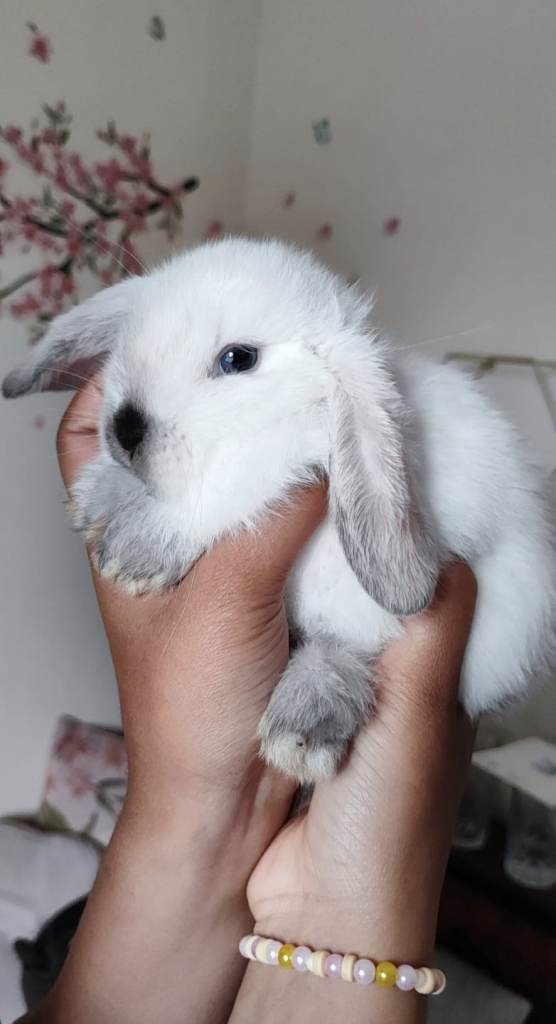 Mini lop