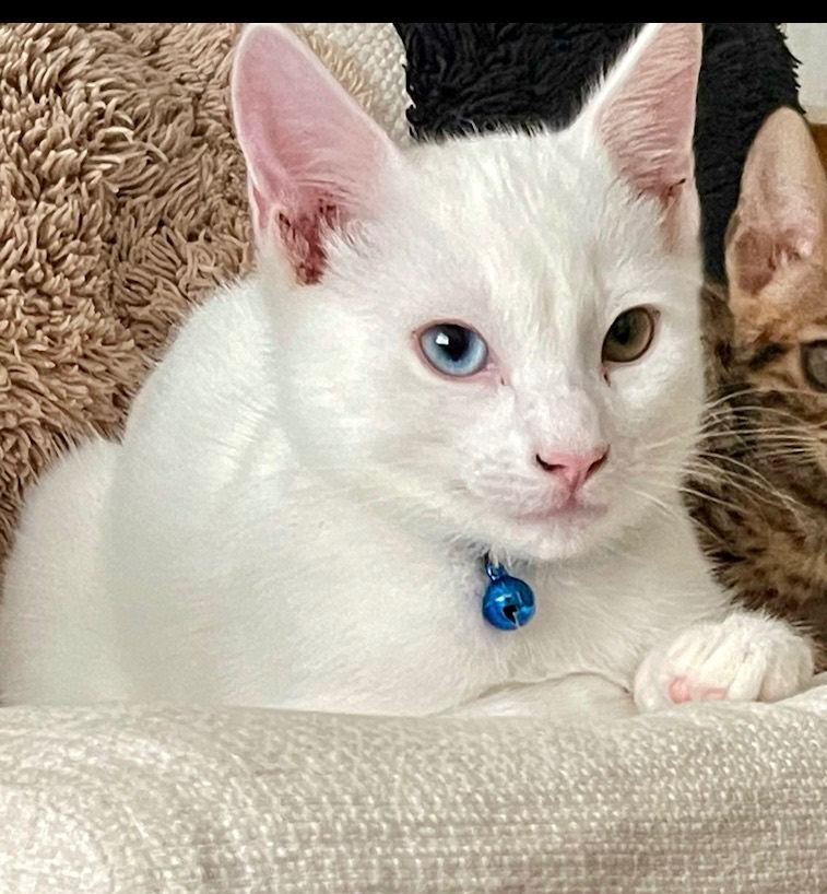 Khao manee mix Russian mix cat 