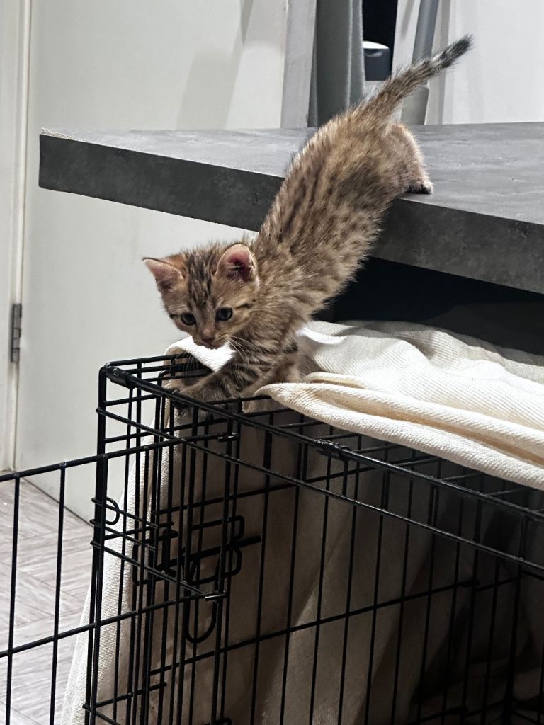Bengal kittens for sale 