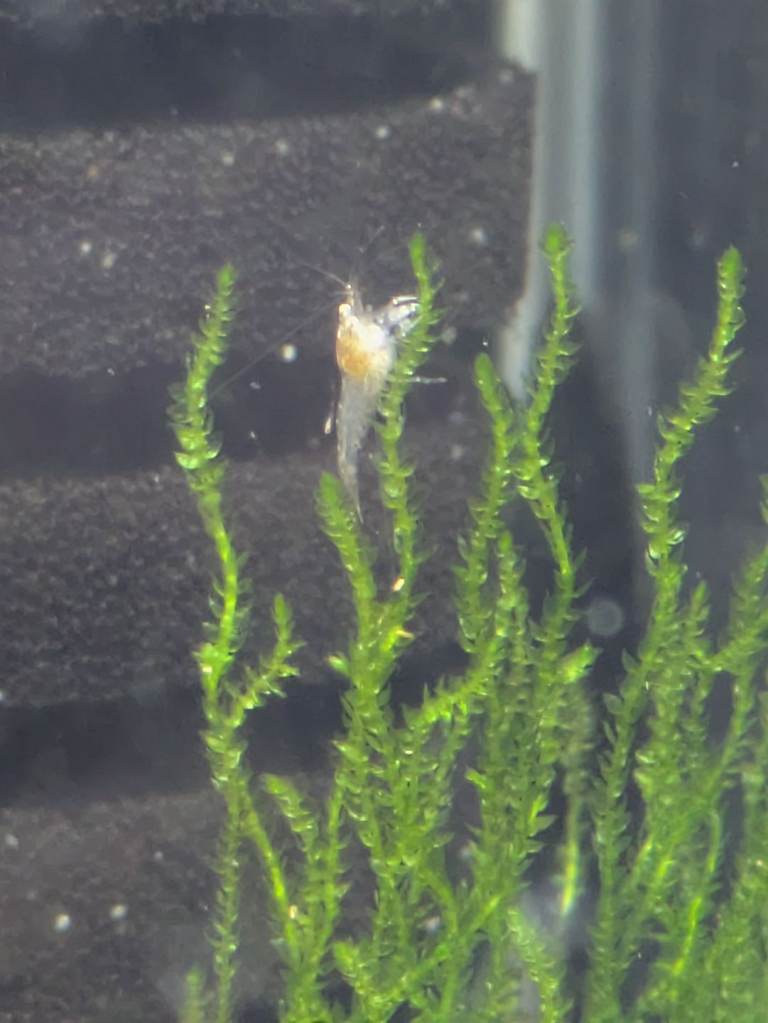 20 neocaridina cherry shrimp (wild type morph)