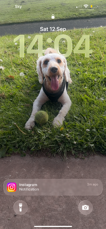 Cockapoo 