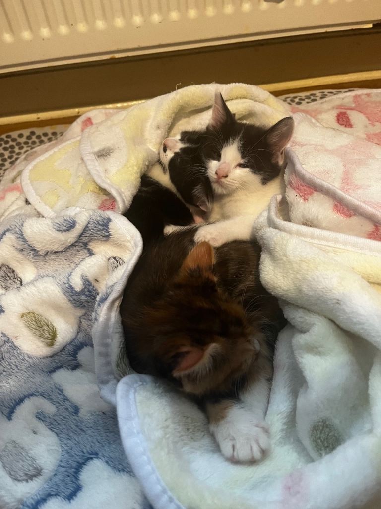 Kittens for sale in 2-3 weeks 