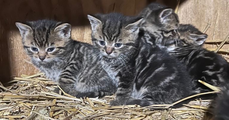 Adorable tabby kittens