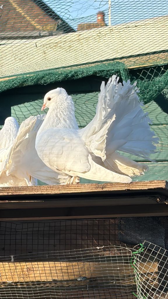Pigeon 