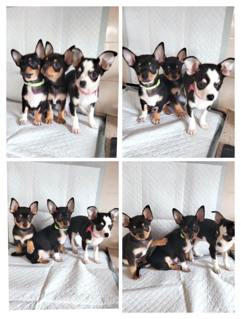 Gorgeous  Chihuahua Puppies For Sale
