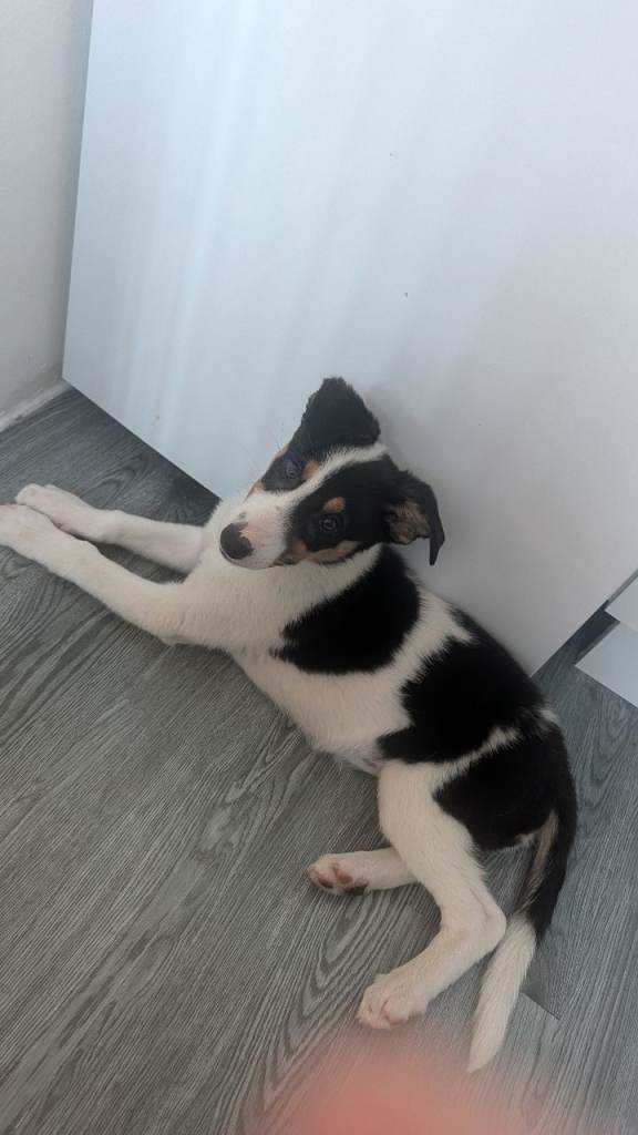 Willow, puppy looking for permanent home 