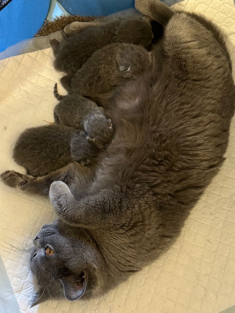 pedigree British shorthairs 2 boys and 2 girls Available 