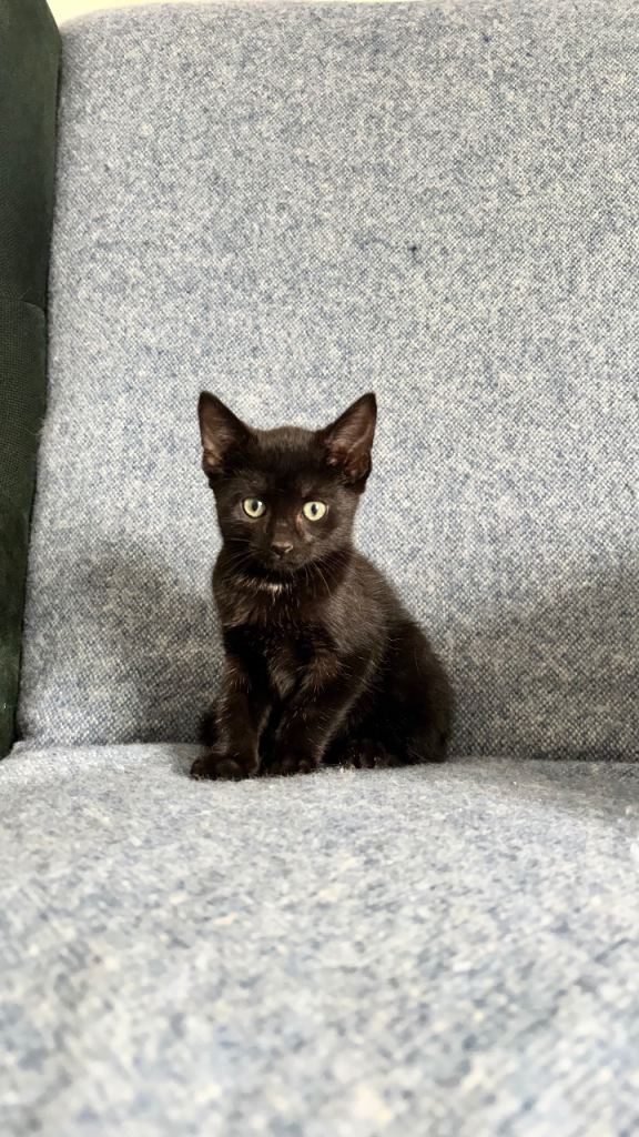 Gorgeous girl kitten ready now 