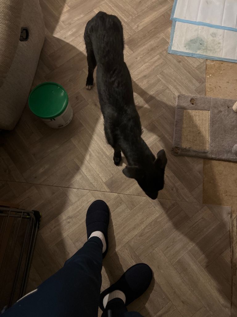 I have this 7 month old Lucher here for sale 