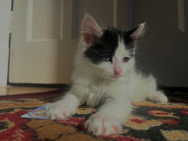 Adorable Fluffy Kitten 