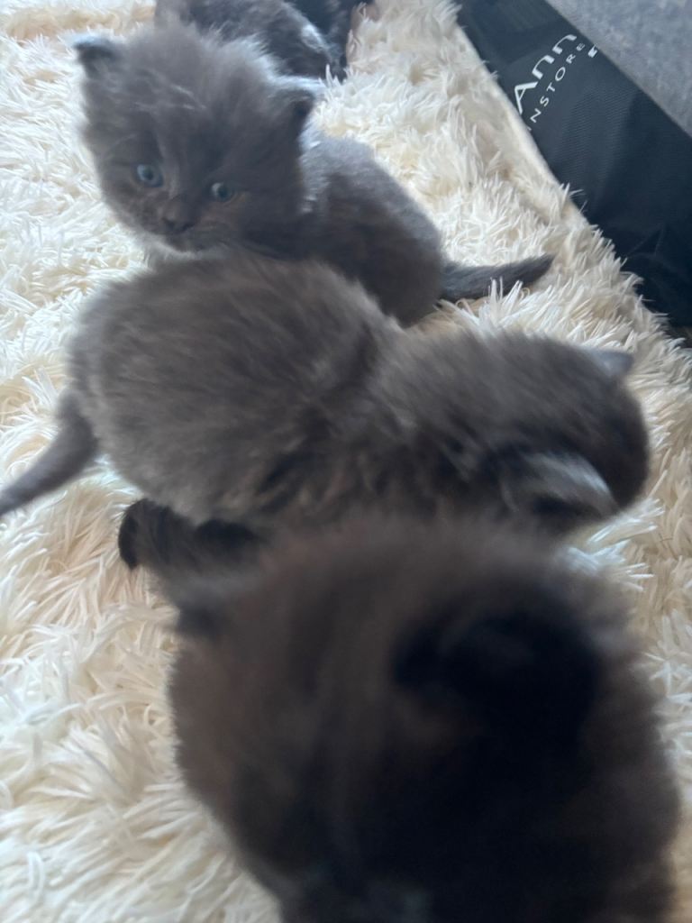 half norwegian kittens 