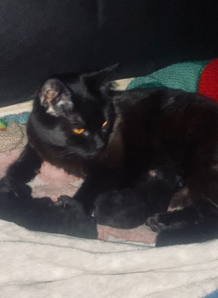 Two beautiful black kittens 