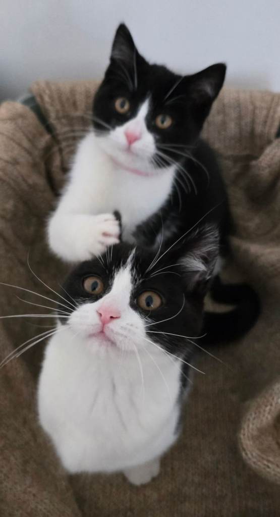 🐱Two adorable kittens are looking for a loving home.