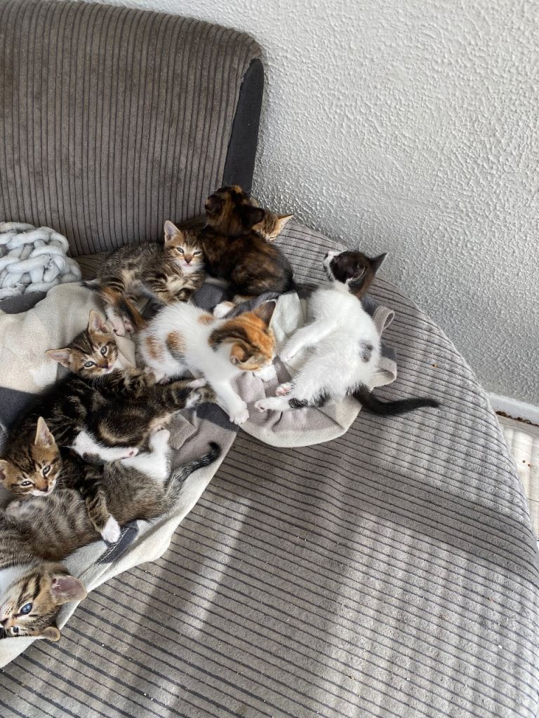 Gorgeous fluffy kittens 