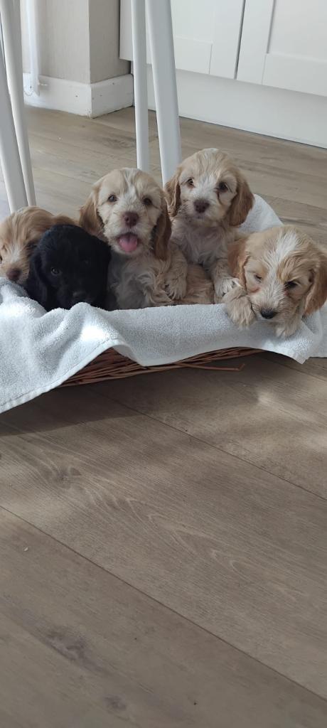 Adorable cockapoo puppies