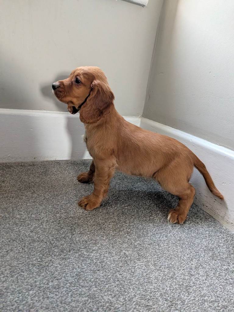 Health tested cocker spaniel pups 