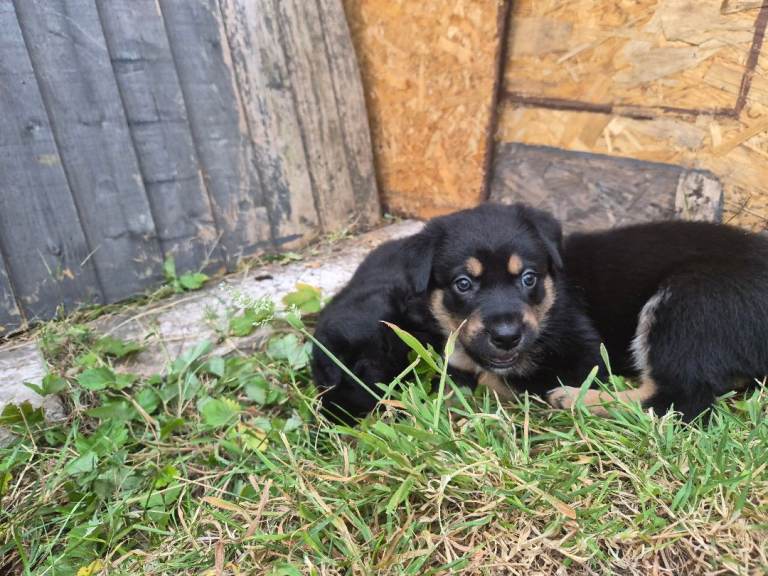 Border collie  × German shepherd × rottweiler 