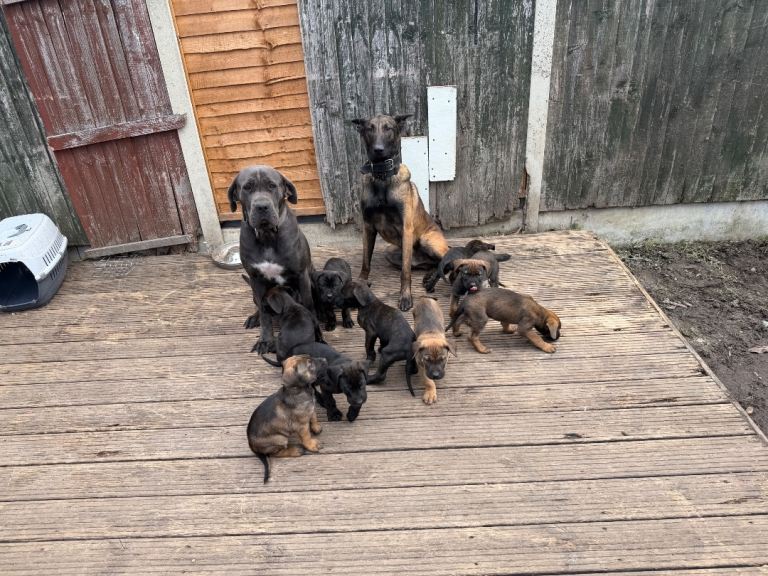 Cane corso x belgian Malinois puppies