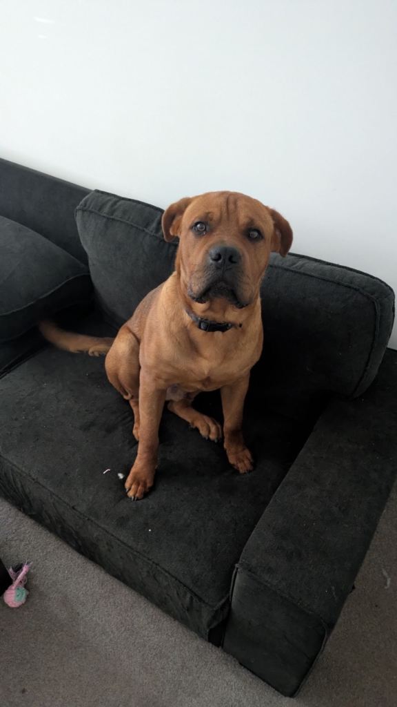 Gorgeous boy looking for a loving home