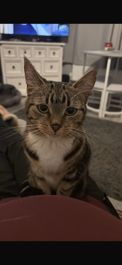Gorgeous tabby female looking for forever home ❤️