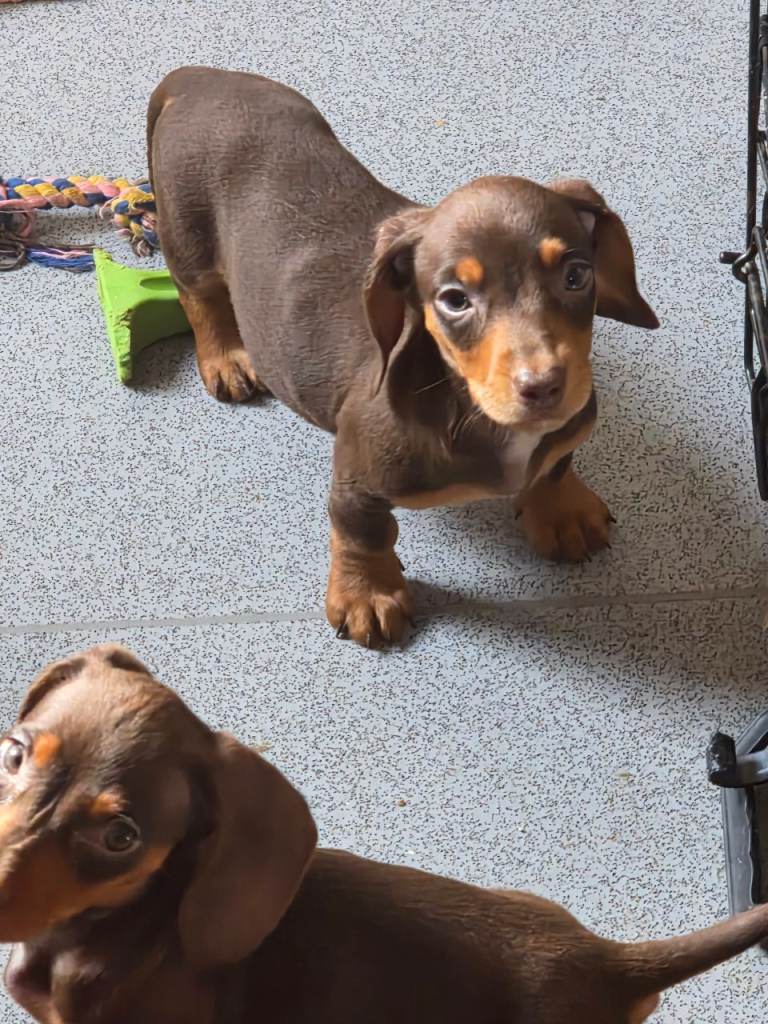 Stunning KC Reg Miniature dachshund Puppies