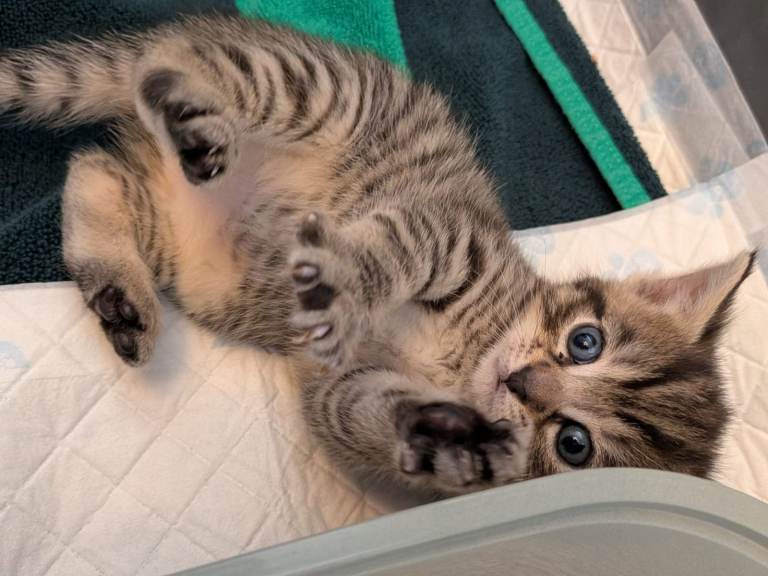 BEAUTIFUL SIBERIAN KITTENS LOOKING FOR THEIR FOREVER HOMES