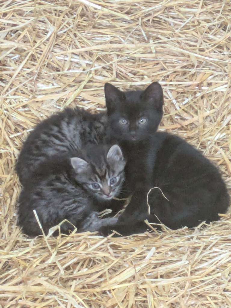 Kittens for sale