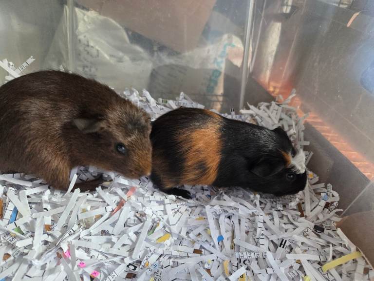 Baby guinea pigs for sale 