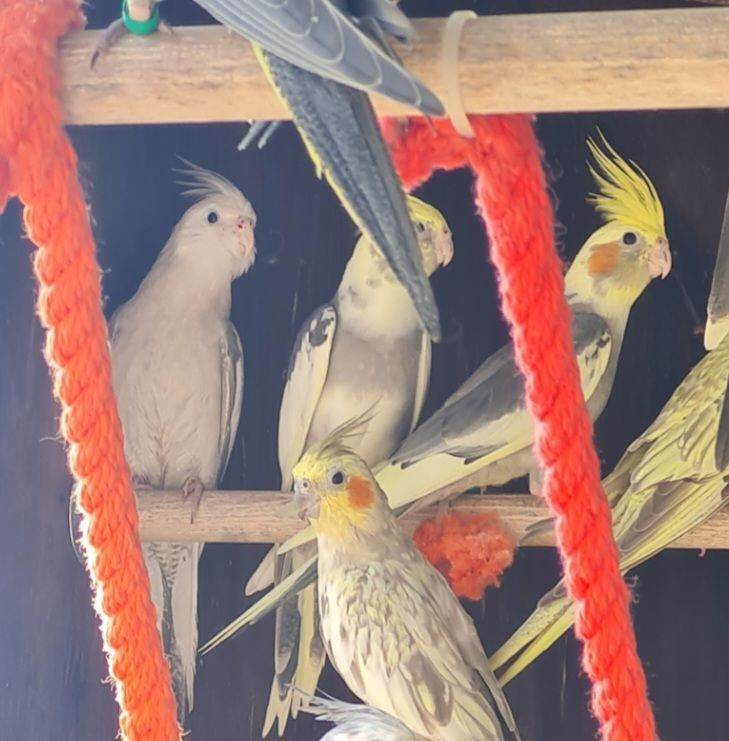 Baby cockatiels 