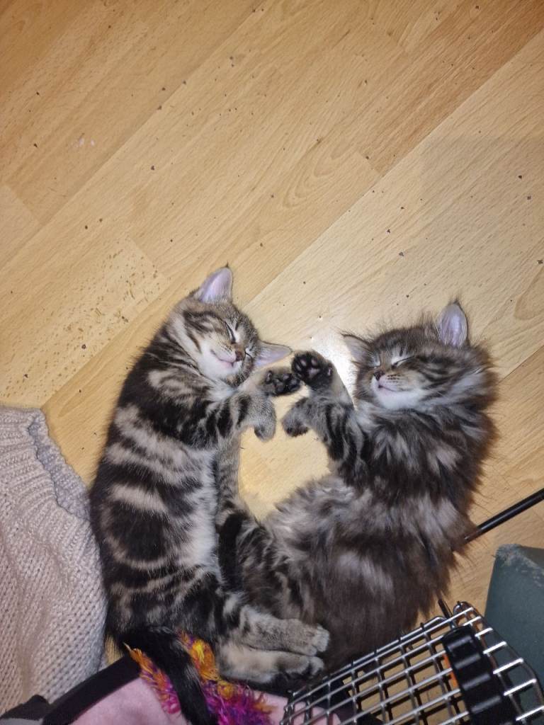 Kittens 