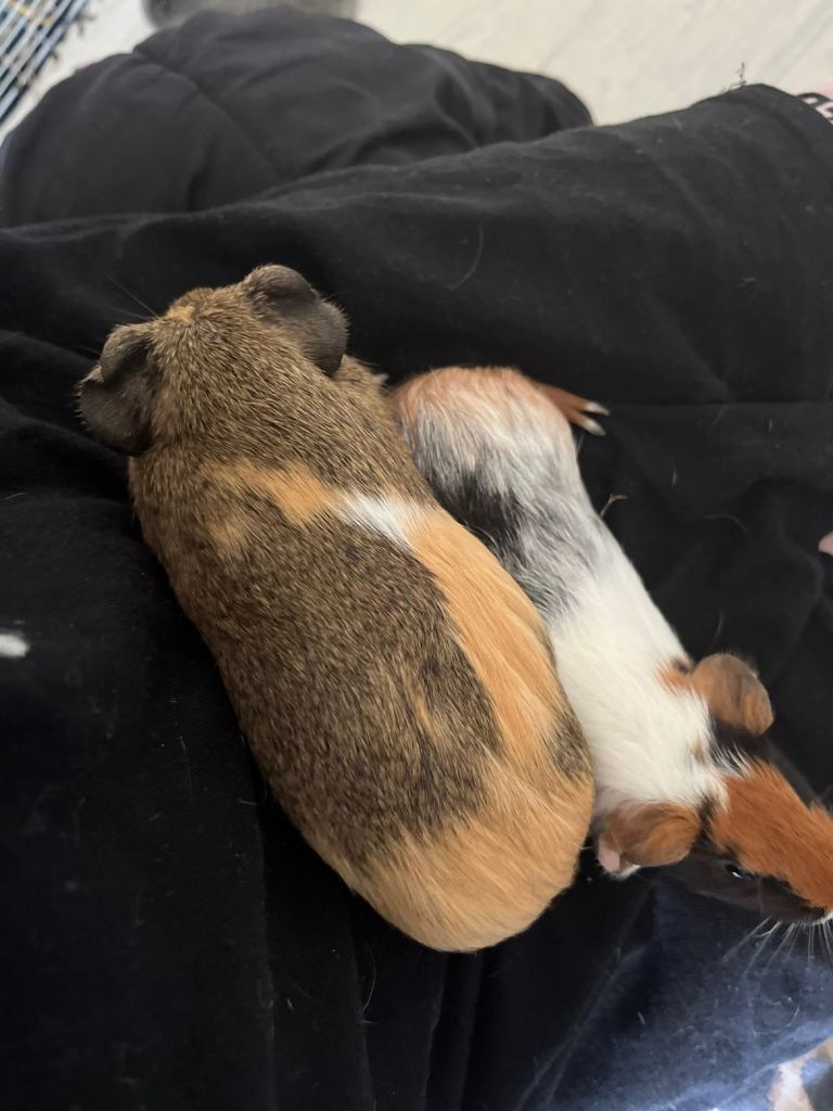 Pair of Young Smooth-Coat Guinea Pigs + Full Setup