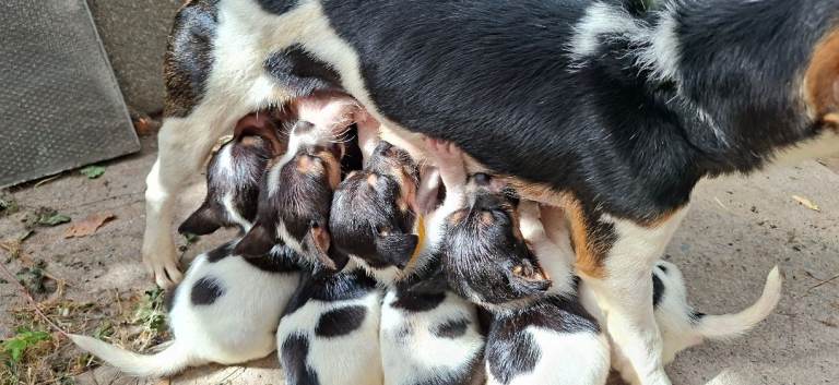 Jack russell puppies 