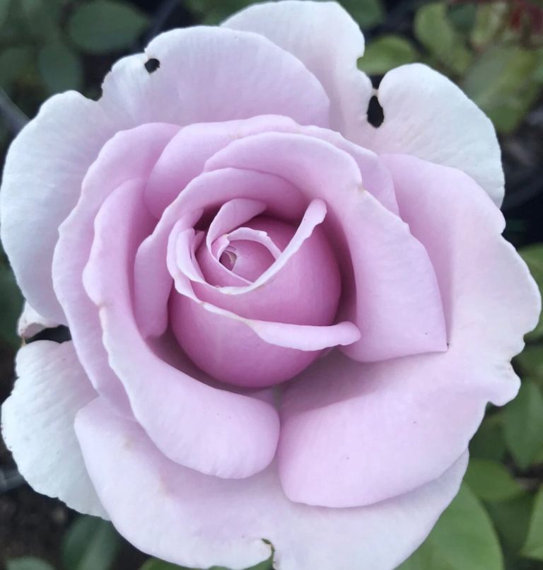 Blue moon bush rose plant 