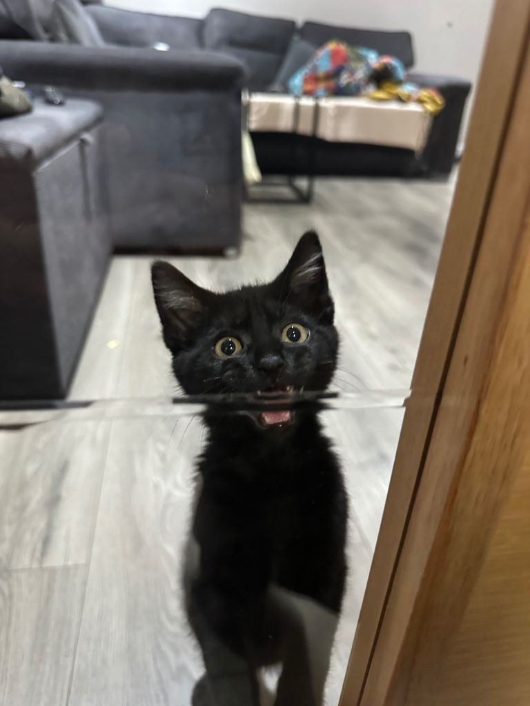 Kitten 7 months with everything included